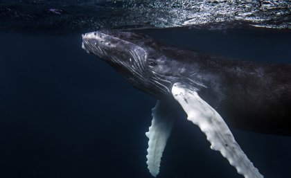 Humpback Whale (Christopher Michel) Humpback_Whale